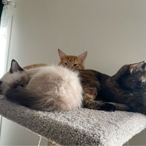 Meet your Posher, Janel